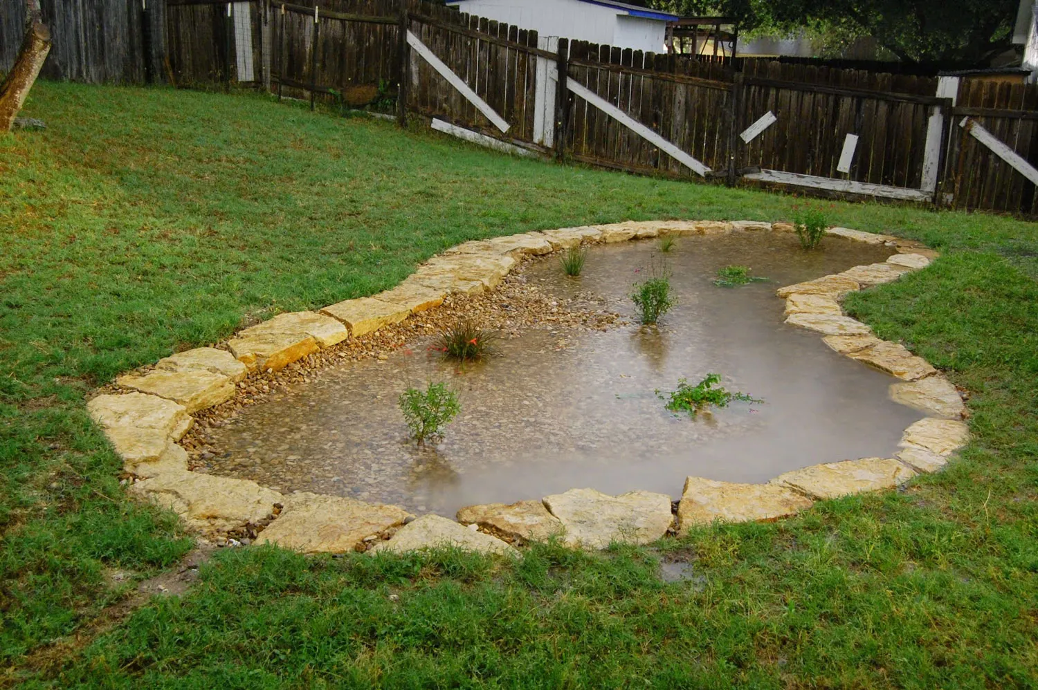 Backyard rain garden